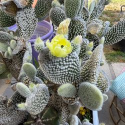Large Bunny Ear Cactus Arrangement in Decorative Pot