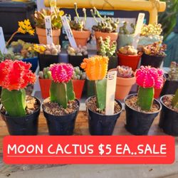 SUCCULENT AND PLANT SALE.  ALL THIS WEEK IN SAN LORENZO