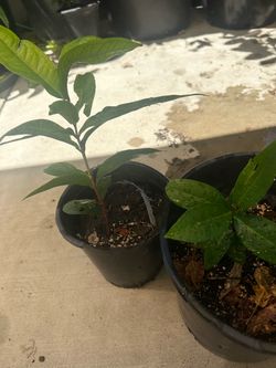 Wax apple tree