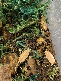 Powder Orange Isopods 30 Ct.