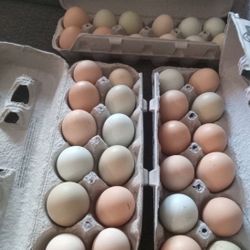 Organic Cage Free Chicken Eggs
