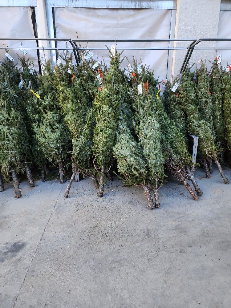 Christmas Trees