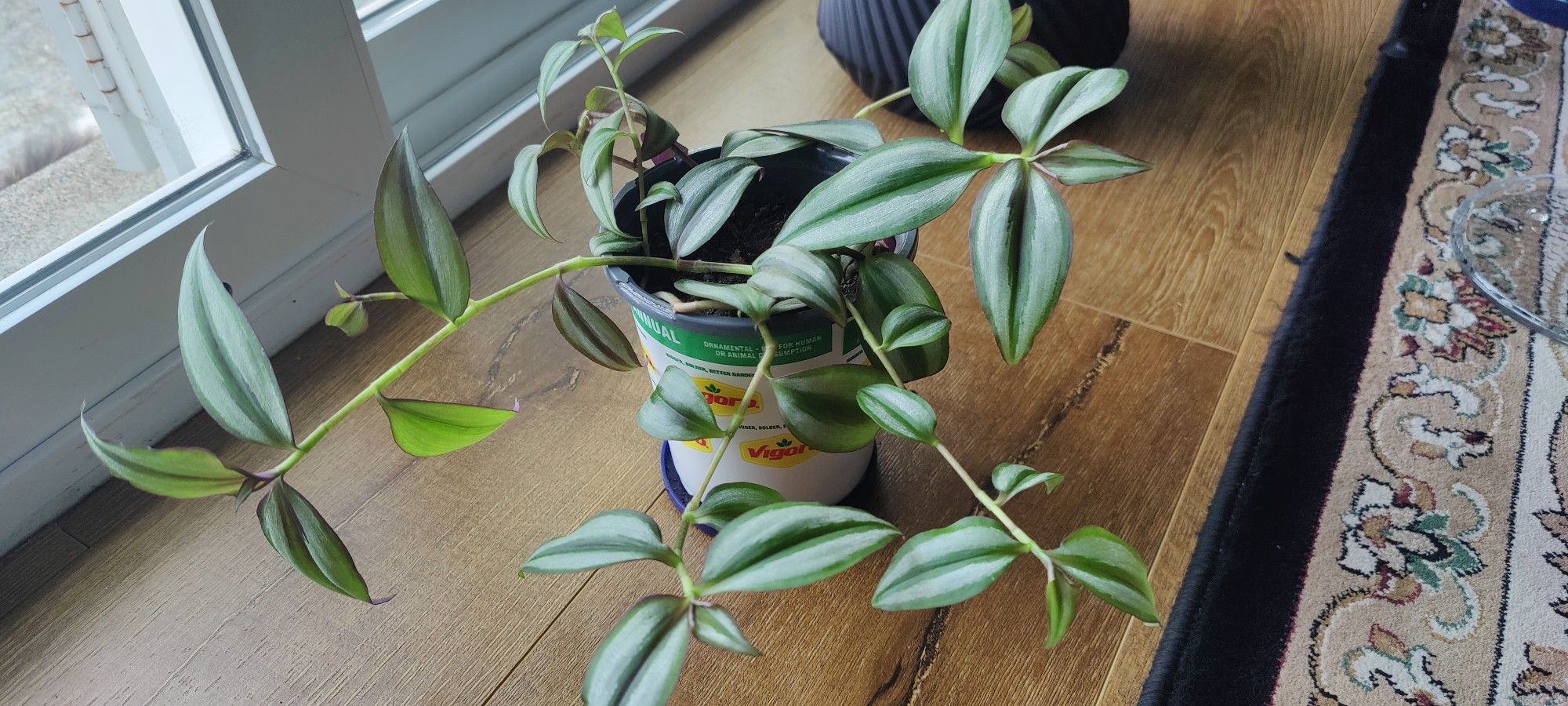 Silver Dust Tradescantia Zebrina 