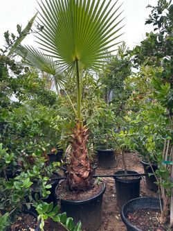 Mexican fan palm tree 25gal