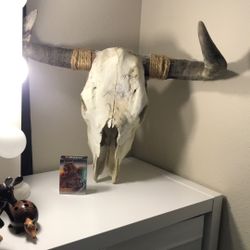 Real Buffalo Skull