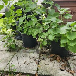 Plantas de Orégano 