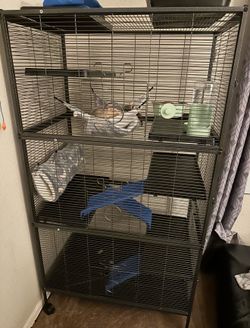 Ferrets for sale!
