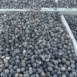 Black Walnut Shells. Used For Art And Much Much More