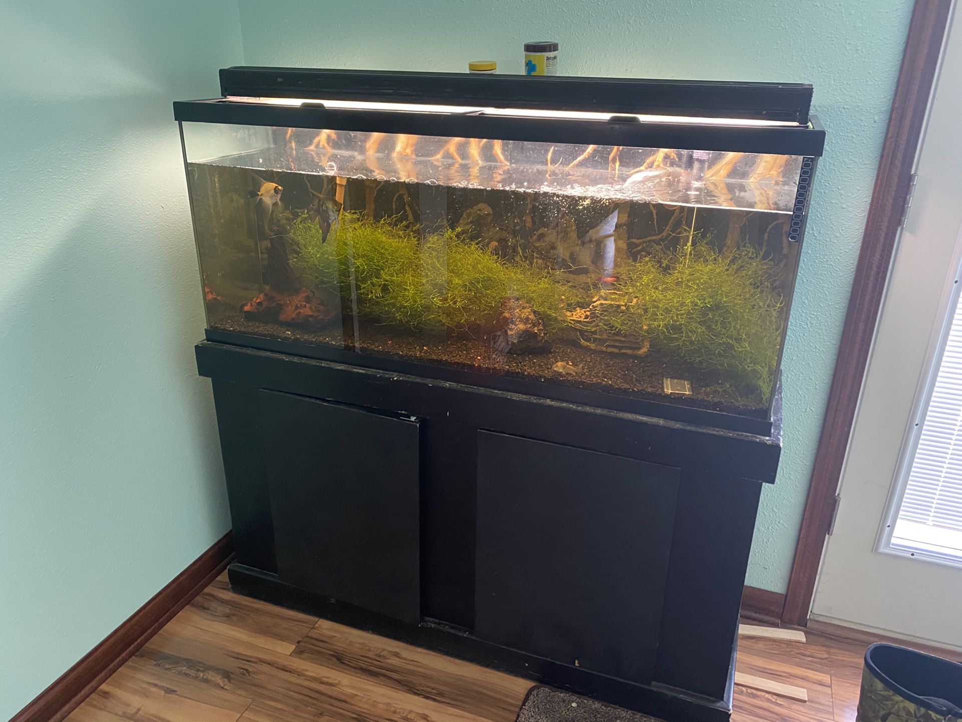 55 Gallon Aquarium Setup