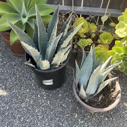Blue Agave Americana Plants