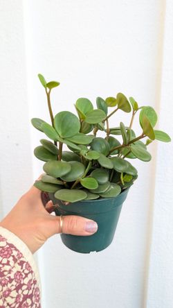 Pepperomia Hope Plant 4" Pot - Indoor House Plants
