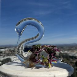 Hydroponically Grown Plant