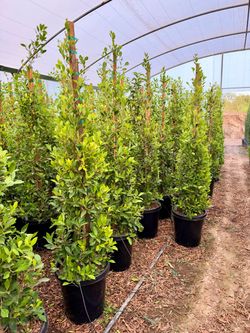 Indian laurel ficus 15 gal