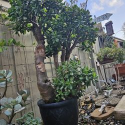 Jade Bonsai Plant Over 45 Years Old.