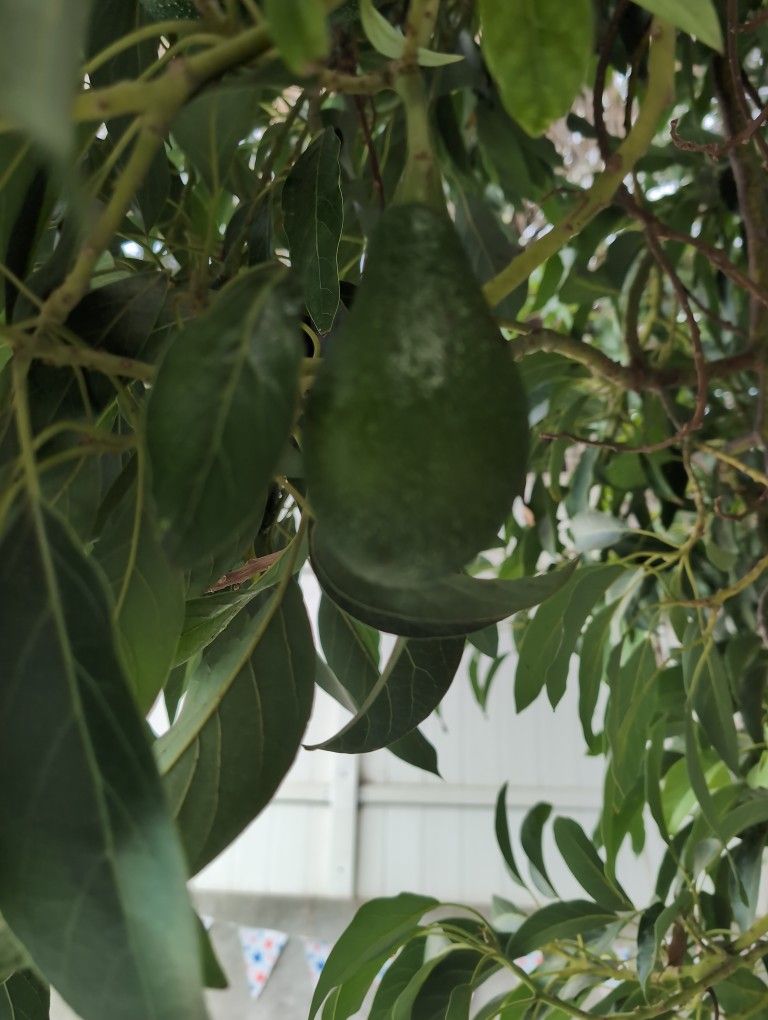 Avocado From My Tree