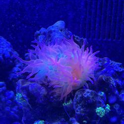 Aquarium Decor Salt Water