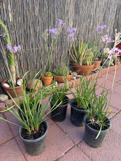 Garlic Society in gal pot, each $8