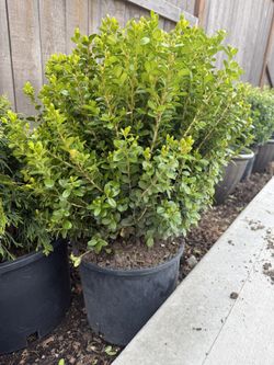 Boxwood Plant Bush
