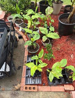 BANANA TREES FOR SALE!