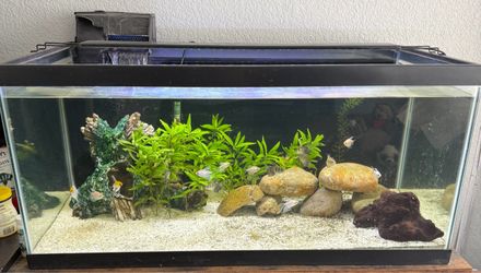 45 Gallon Fish tank
