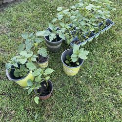 Plantas 