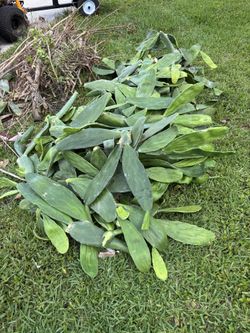 Free prickly pair cactus clippings, on the street at 4830 SW 163 Ave Southwest Ranches Fl 33331