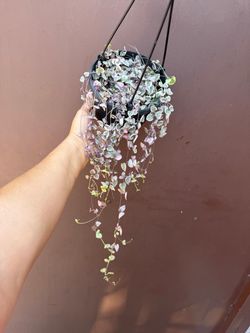 6” variegated strings of hearts