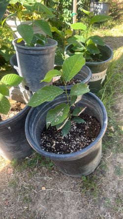 Tengo plantas de guanábana $15 cada planta
