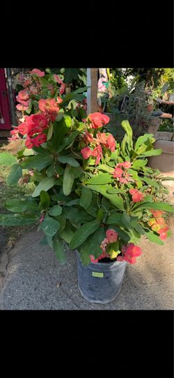 Planta grande de corona de Cristo