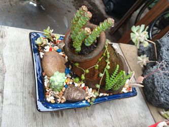 Custom Pottery And Plant Arrangements