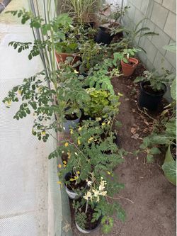 Moringa plants and green eggplant for sale