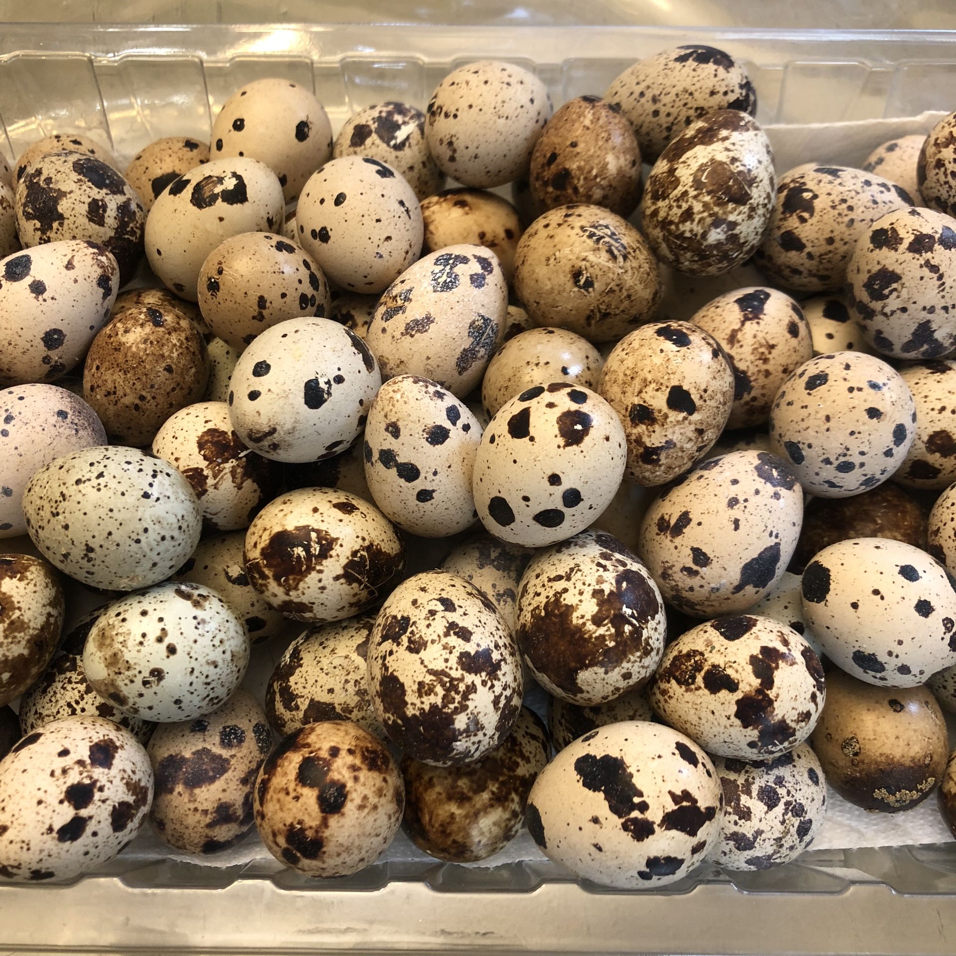 Organic Quail Eggs One Dozen