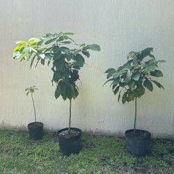 Papaya And Avocado Plants For Sale