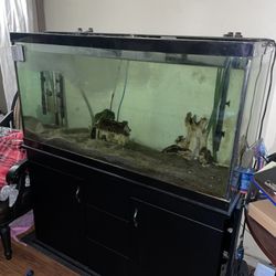 Fish Tank