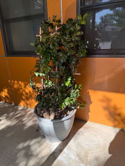 Holly Bush in pot