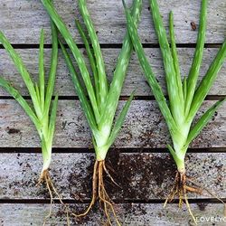 New Alovera Baby Plant = Each For $5