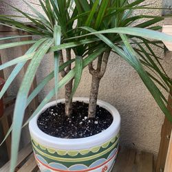 Beautiful Dracaena Marginata Plant