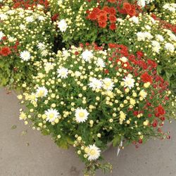 5 Gal Garden Mum Plant
