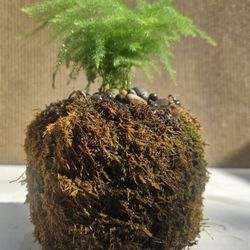 Asparagus Fern ( Asparagus setaceus ) Bonsai Tree,  Outdoor and Indoor plant