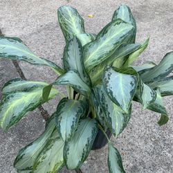 Big Anglaonema Plant 