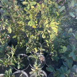 Plants