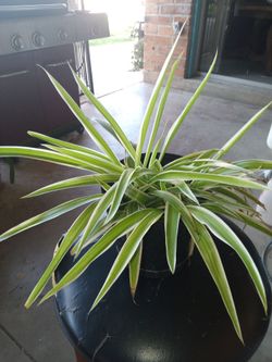 Spider plants