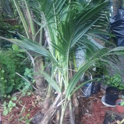 Coconut Plants for Sale $10 each 