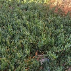 FREE - Ice Plant (Delosperma) succulent, perennial groundcover