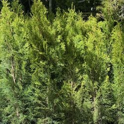 Emerald Green Arborvitae Privacy Trees —