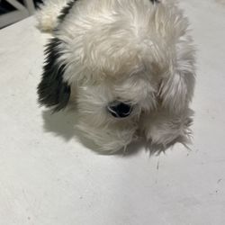 Gund Dog Black And White 