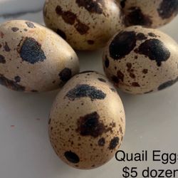 Quail Eggs