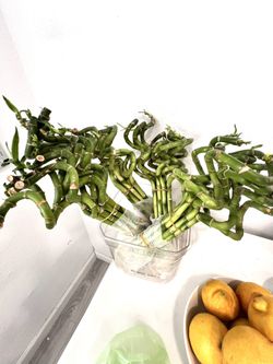 14 Inch Tall Spiral Lucky Bamboo Plant ($2 Each)  Pickup 95116 Zip Code