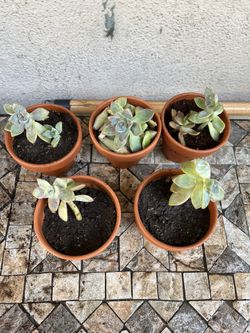 Succulents