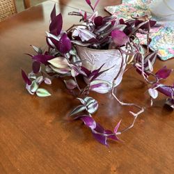 Wandering Jew plant in decorative pot